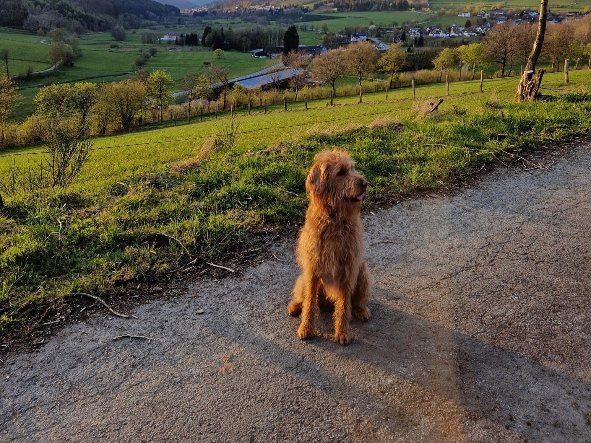 Ferienwohnung Fuchsbau Mit Kamin & Terrasse & Hunde Winterberg Esterno foto